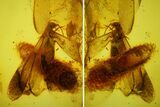 Detailed Fossil Winged Termite and Ant in Baltic Amber #173651-1